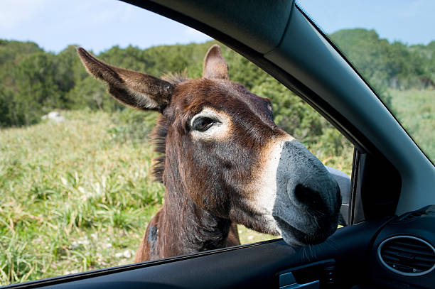 donkey looks in window of car