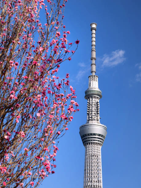 istock Hanamomo and Tokyo Skytree, Tokyo 1479582047