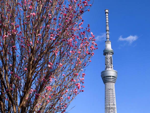 istock Hanamomo and Tokyo Skytree, Tokyo 1479582053