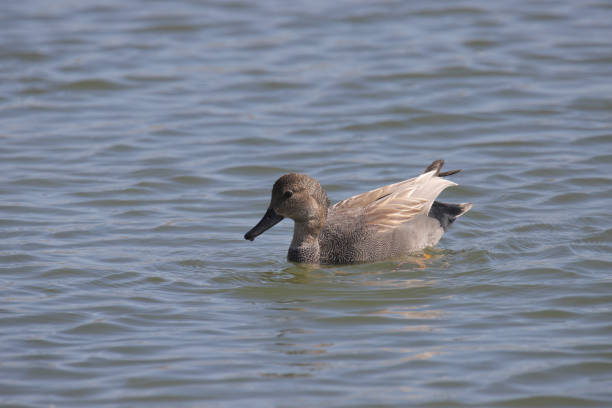 istock Gadwall (male) (anas strepera) swimming in a pond 1479586063
