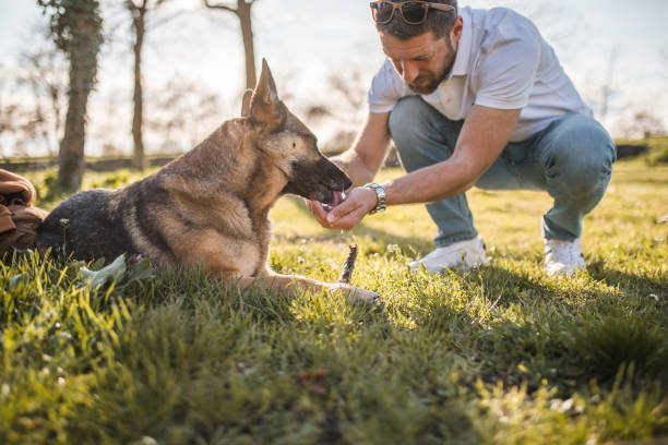 A man gives his German Shepherd dog to drink water from his hand