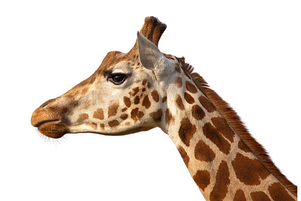 1,800+ Giraffe Profile Stock Photos, Pictures & Royalty-Free