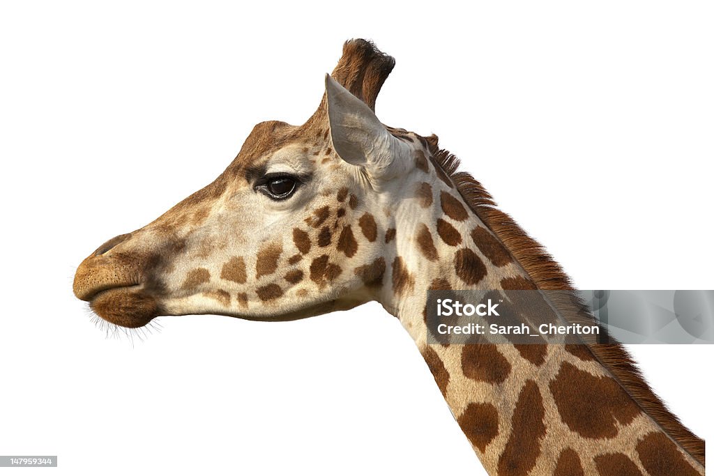 Cabeça de girafa Camelopardalids fotografia de perfil Plano aproximado - Royalty-free Girafa Foto de stock