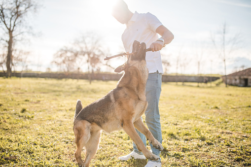 A German Shepherd dog plays in the park with its male owner and a wooden stick