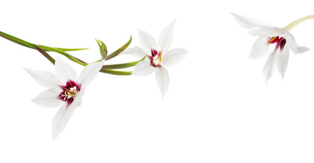 istock white exotic flowers isolated on white background 1479594052