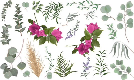 Mix of herbs and plants vector big collection. Juicy eucalyptus, deadwood, green plants and leaves. All elements are isolated. Branches of bright pink bougainvillea,  lavender.