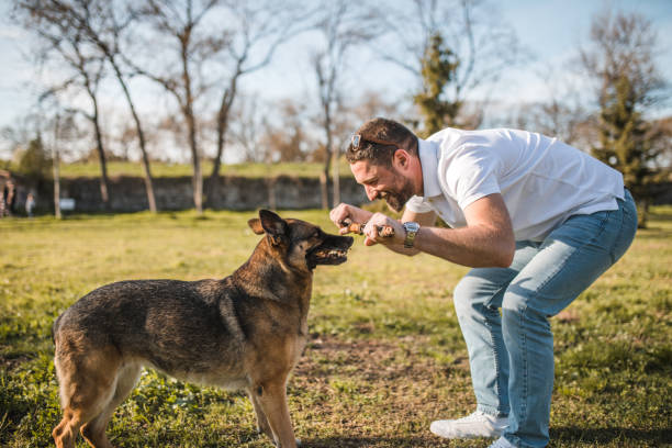 istock Smiling man enjoys playing with his German Shepherd dog in the park 1479598307