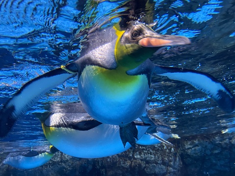 Penguin swimming in the water @aquarium in Yokohama Japan