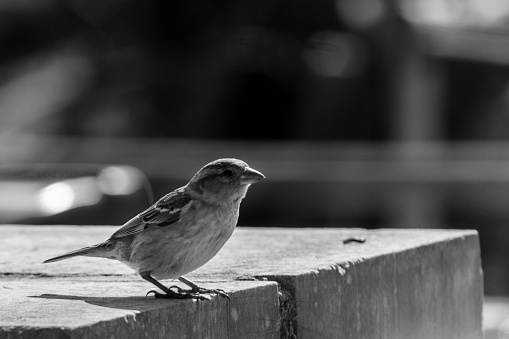 a small sparrow on a stone