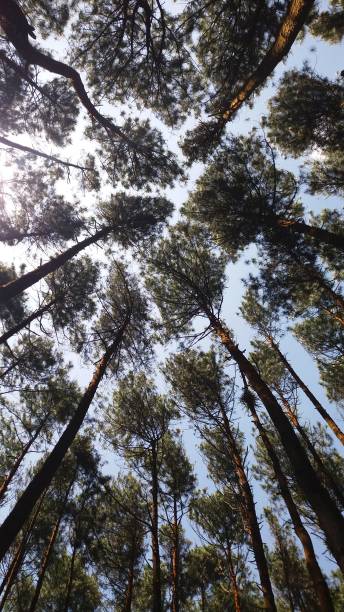 istock High angle view of the pine forest 1479604661