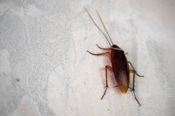 istock Cockroaches are clinging to the cement wall. 1479604886