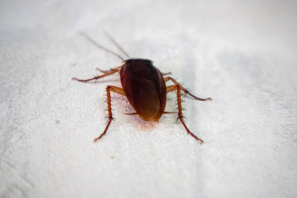 istock Cockroaches are clinging to the cement wall. 1479604892