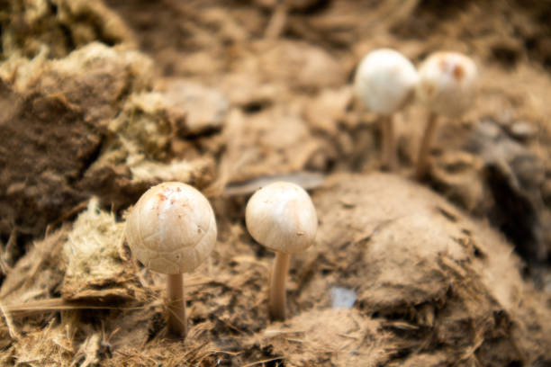 White mushrooms that grow naturally.