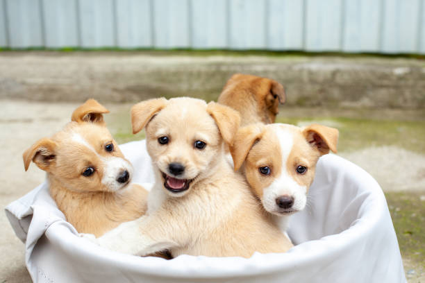 istock small cute dogs in the yard 1479606336