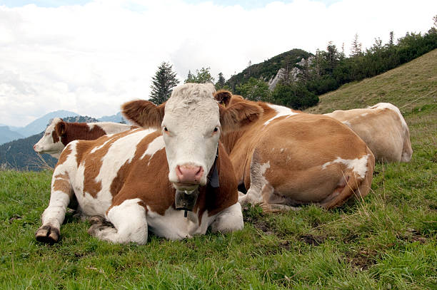 istock Calfs at the alp around Chiemsee, Bavaria 147960656