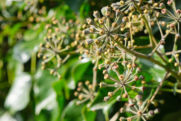 Ivy or hedera helix with flowers in dome-shaped clusters known as umbels.