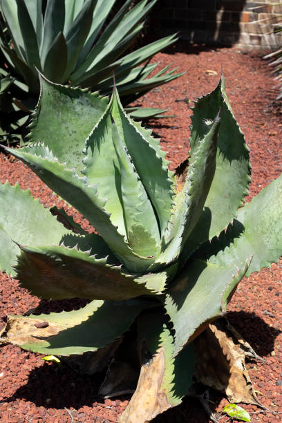 istock Agave plant with thorny edges in arid garden 1479608664