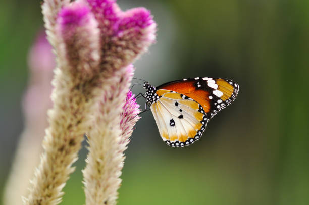 A male Plain Tiger is feeding on the flower of Feather Cockscomb stock photo
