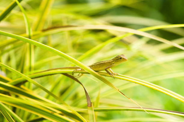 Small changeable lizard resting on green leaves stock photo