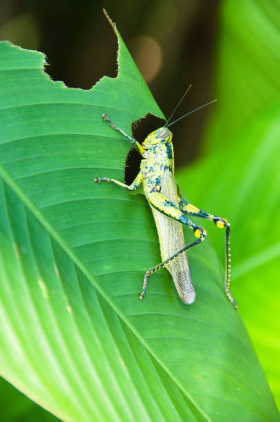 A Javanese grasshopper is feeding on a green leaf stock photo