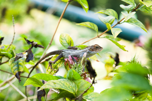 A molting changeable lizard on green leaves