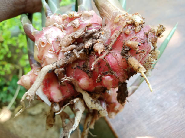 istock Red Ginger Herbal Plants for Health. 1479610165