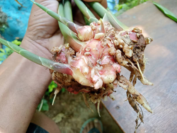 istock Red Ginger Herbal Plants for Health. 1479610169