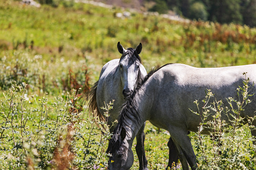 Horses at pasture in mountains