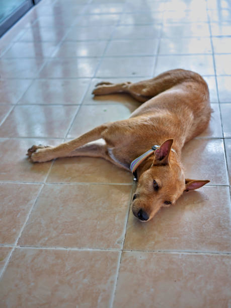 istock Dog relaxing on the ground . 1479610592