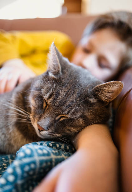 istock Relaxed kid enjoying with cat at home 1479611069