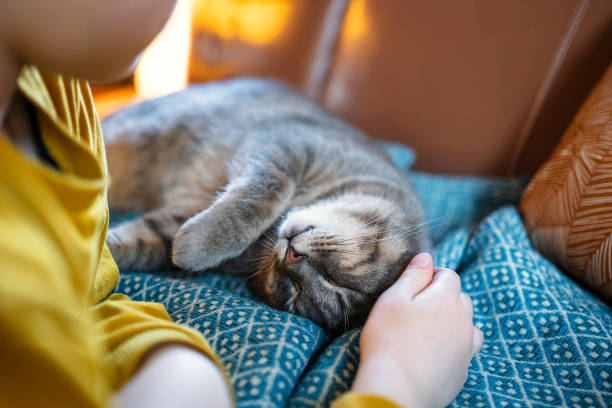 istock Relaxed kid enjoying with cat at home 1479611127