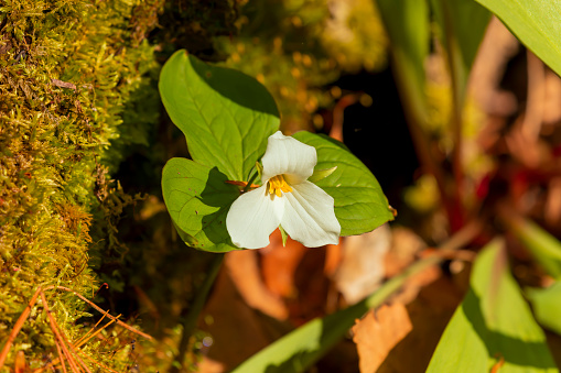 Trilium flower on the forest. Natural scene from Wisconsin.