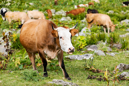 Cows at pasture in mountains