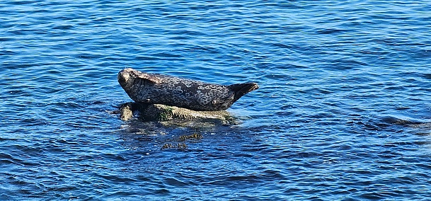 Harbor seal relaxing as tide moves in