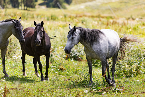 Horses at pasture in mountains