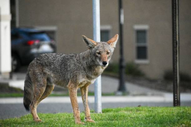 istock Coyote after stealing food 1479614211
