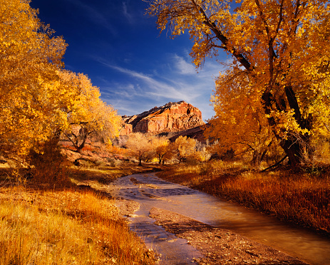 Autumn Cottonwoods line a small stream in Capitol Reef National Park, in Utah, USA.