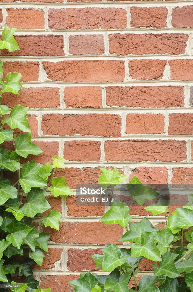 Ivy on Wall Brick wall in garden. Autumn Stock Photo