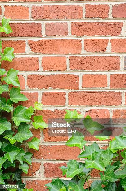 Ivy On Wall Stock Photo - Download Image Now - Autumn, Backgrounds, Border - Frame