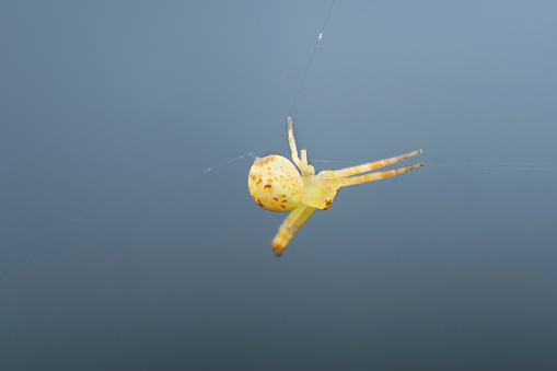 Balooning process of Crab spider, Synema decoratum, Pune, Maharashtra, India