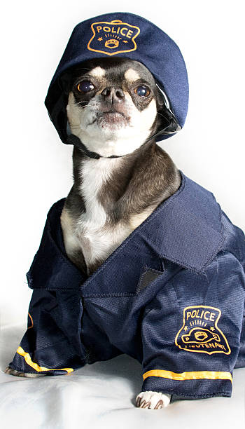 istock Police Doggy 147961642