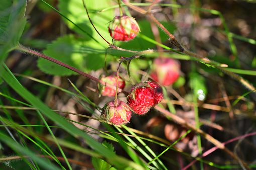 A wild strawberry plant with a few red berries isolated on the meadow, macro