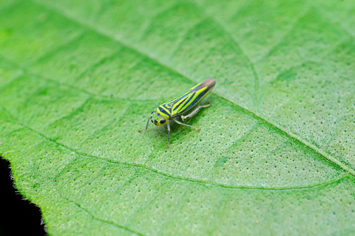 Tiny bush tree hopper, Eurymeloides spp.,  Satara, Maharashtra, India 