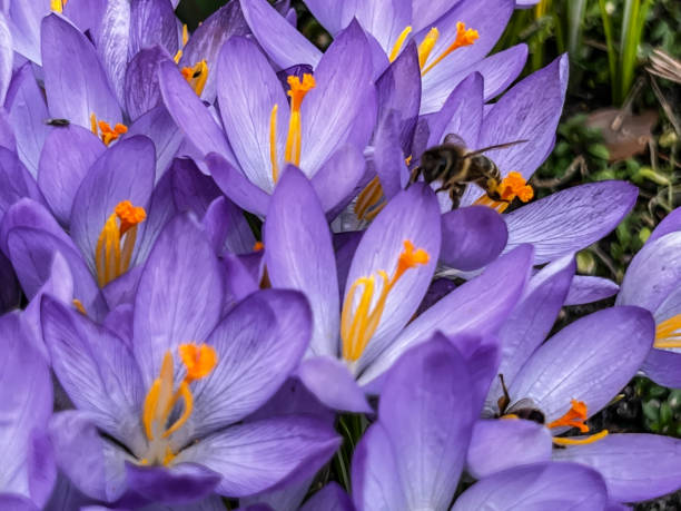 istock a cluster of blooming purple crocuses heralding spring with  bees 1479618932