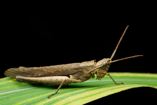 Garden locust, Acanthacris ruficorni, Satara, Maharashtra, India 