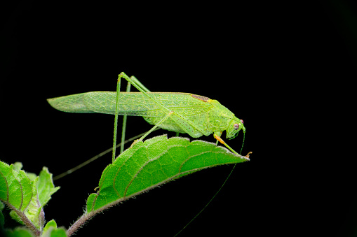Green katydid cricket , Tettigoniidae, Satara, Maharashtra, India 