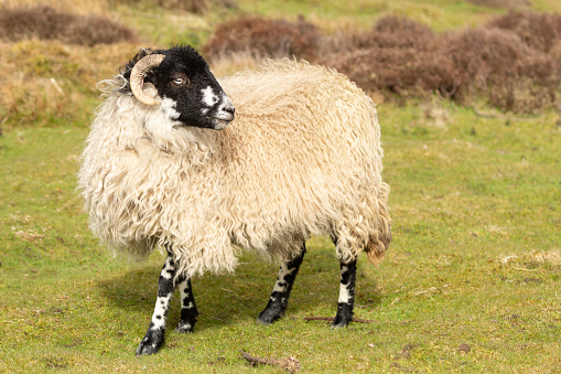 Close up of a fine, young Dalesbred sheep  in Springtime. Facing right and free roaming on managed moorland with green grass and  heather background.  Nidderdale, Yorkshire.  Copy space, horizontal.