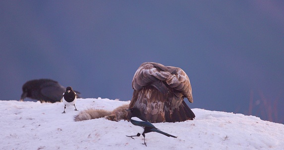 Closeup Of Golden Eagle From Behind Eating In The Mountains At Winter Biology Diagrams