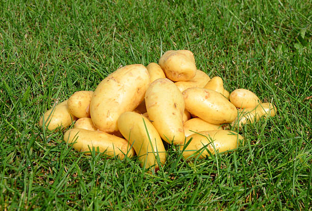 istock Potato beautiful de Fontenay 147961909