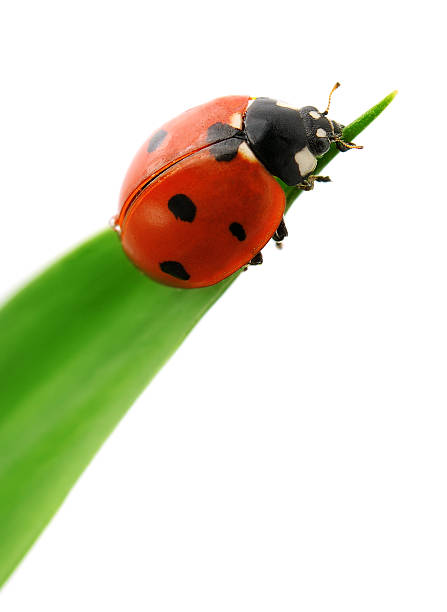 Macro photograph of red lady bug on a green leaf stock photo